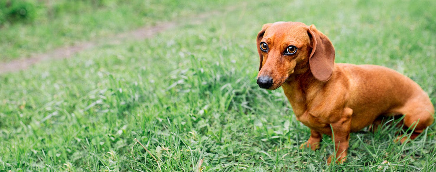 Alpine Skiing Inspired Dog Names Popular Male and Female Names Wag!